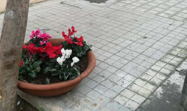 Siracusa, 300 stelle di Natale donate dall'assessore regionale Bandiera