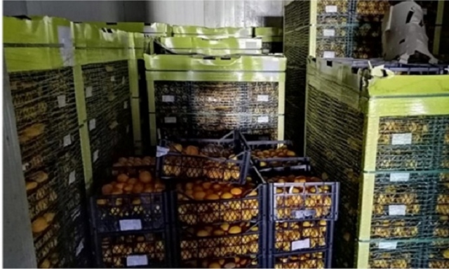 Siracusa, sequestrati oltre 20 mila chili di limoni turchi non idonei al consumo