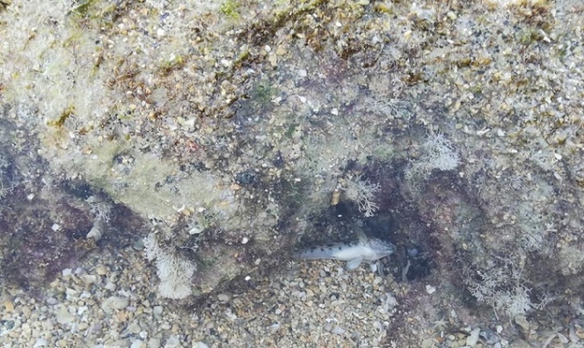 Siracusa, moria pesci Pillirina: Consorzio Plemmirio "Fenomeno circoscritto"