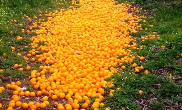Siracusa, via alla distruzione dei limoni turchi trattati con prodotti cancerogeni