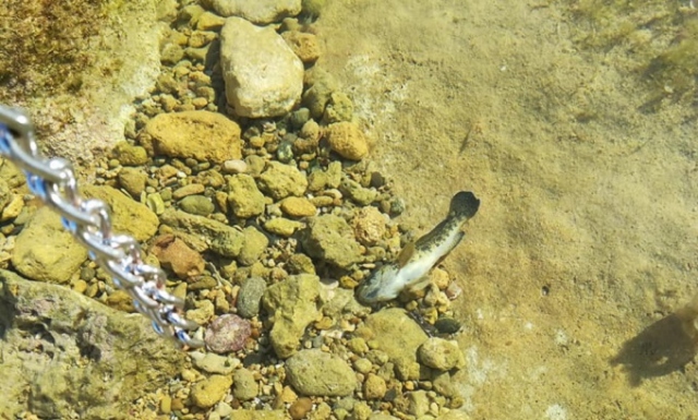 Siracusa, numerosi esemplari di pesci morti alla Pillirina: analisi in corso