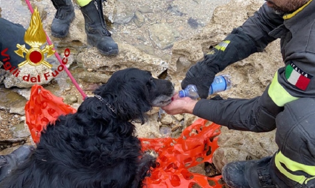 Siracusa, cane cade sugli scogli: soccorso dai Vigili del fuoco