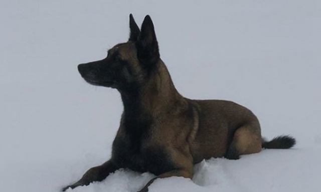 Cane soccorritore sopravvive per 16 giorni tra i ghiacciai del Cervino