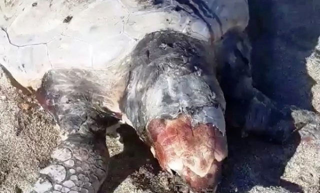 Siracusa, tartaruga marina Caretta caretta trovata senza vita: uccisa a bastonate