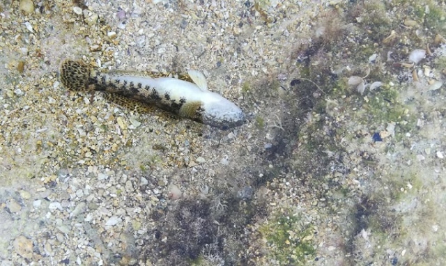 Siracusa, moria di pesci alla Pillirina tra Punta Mola e Punta Tavola