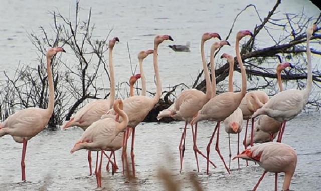 Priolo, la rinascita della Riserva Saline: arrivano 1.000 alberi da piantare