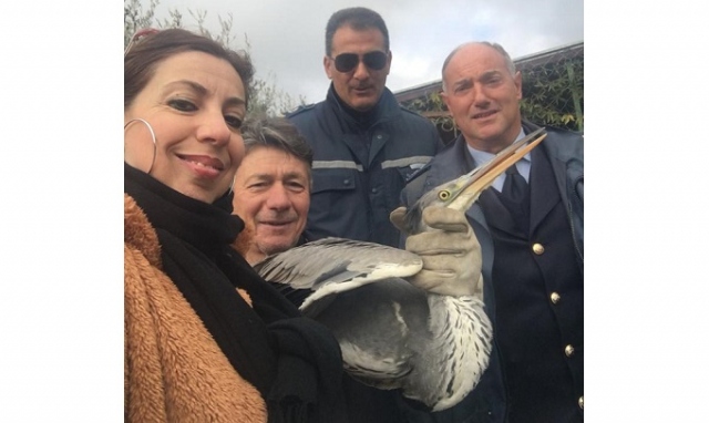 Canicattini Bagni, consegnato alla Forestale un airone cenerino