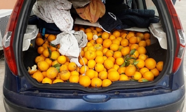 Siracusa, furto di 200 chilogrammi di arance: denunciati in tre