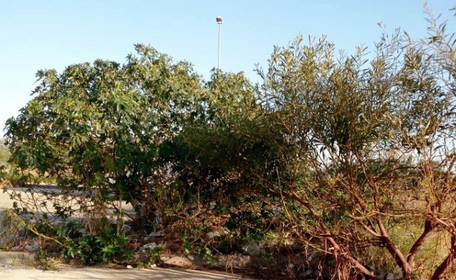 Siracusa, effettuato diserbo straordinario di via Italia 103/105