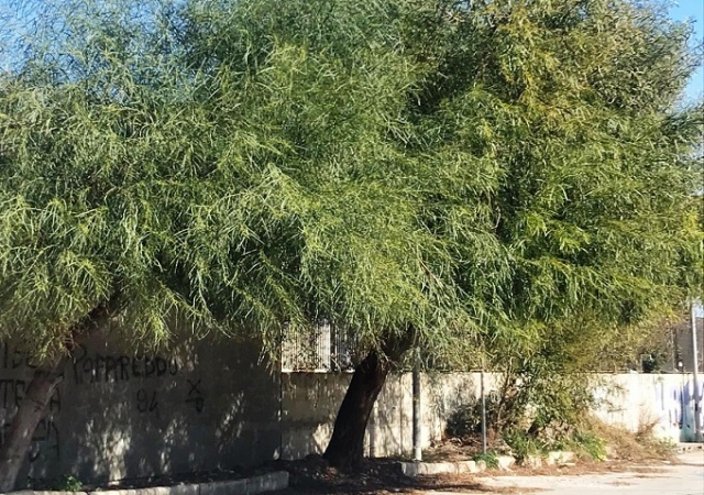 Siracusa, Foti: "Potare i rami gli alberi che coprono le nuove luci in via Taormina"