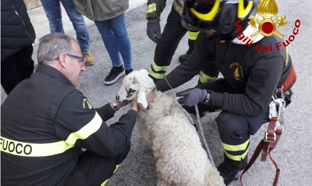 Melilli, pecora rimane incastrata in un dirupo: tratta in salvo dai vigili del fuoco