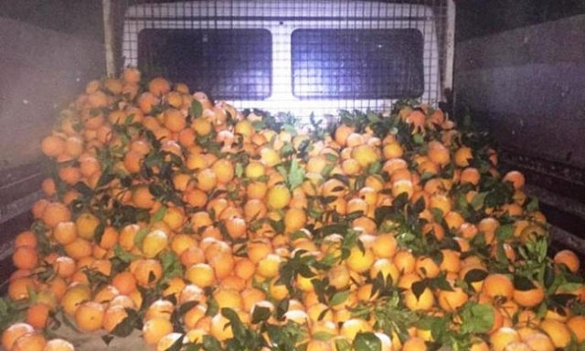 Siracusa, rubano arance vicino Case Abela: arrestati