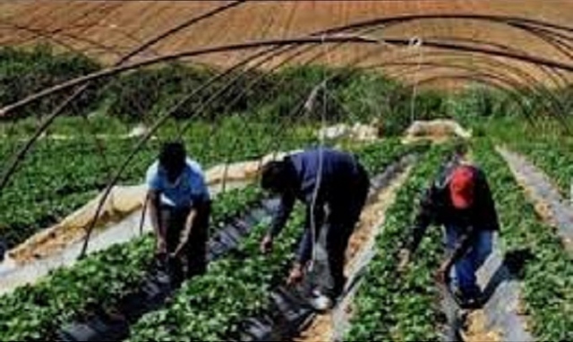 Siracusa, coronavirus: Cisl "Rispetto dei protocolli di sicurezza alla baraccopoli di Cassibile e nelle serre della zona sud"