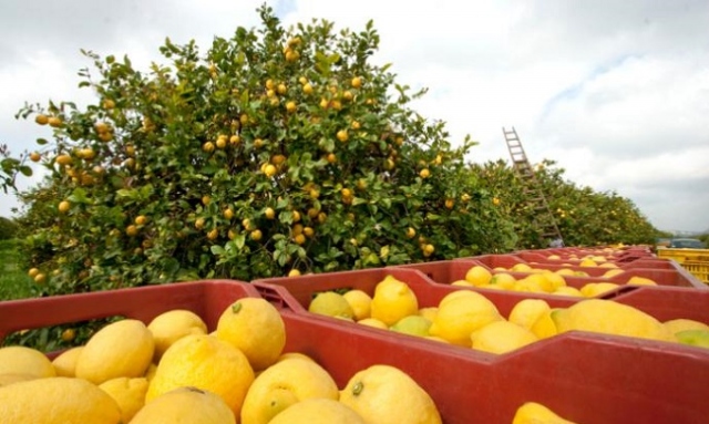 Avola, sorpresi a rubare una tonnellata di limoni: arrestati