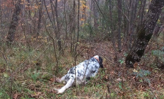 Priolo Gargallo, trovato un cane di piccola taglia seviziato e impiccato