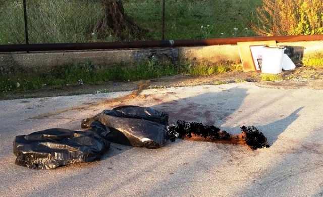 Siracusa, agnello scuoiato ritrovato vicino a sacchi della spazzattura