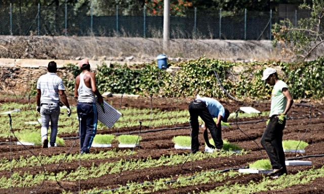 braccianti-agricoli