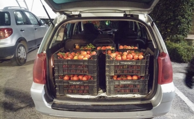 Portopalo di Capo Passero, sorpresi in due a rubare pomodori in azienda agricola: denunciati