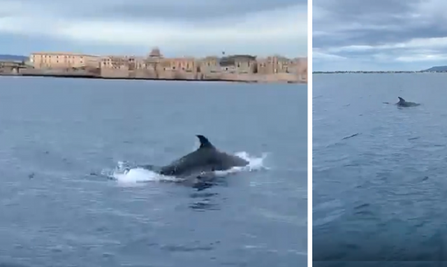 Due delfini fanno capolino nel mare di Siracusa mentre la città è in quarantena. VIDEO
