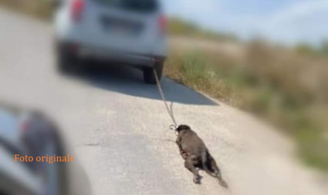 Priolo, lega il cane all'auto e lo trascina uccidendolo. Testimoni denunciano l'accaduto