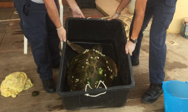 Noto, tartaruga "caretta caretta" spiaggiata in contrada Spinazza