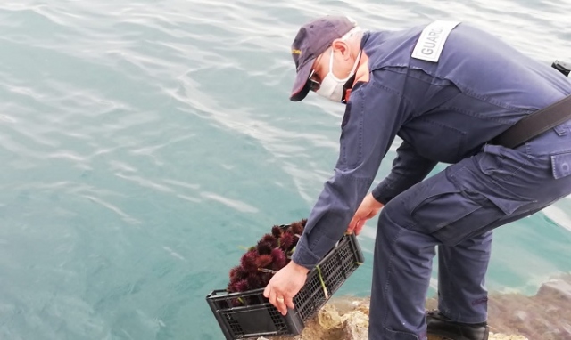 Augusta, pesca di frodo: sequestrati 400 ricci di mare