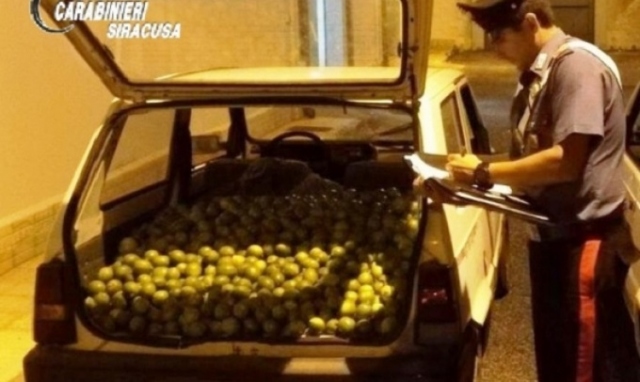 Noto, recuperati 1.000 chili di limoni: fuga dei ladri alla vista dei Carabinieri