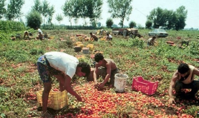 Siracusa, esecutivo territoriale Fai Cisl su forestali e contratto braccianti