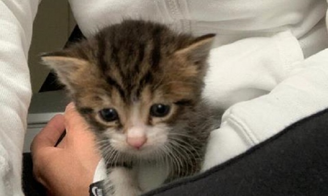 Siracusa, gattino incastrato nel passaruota di un'auto: liberato da un poliziotto e dai vigili del fuoco