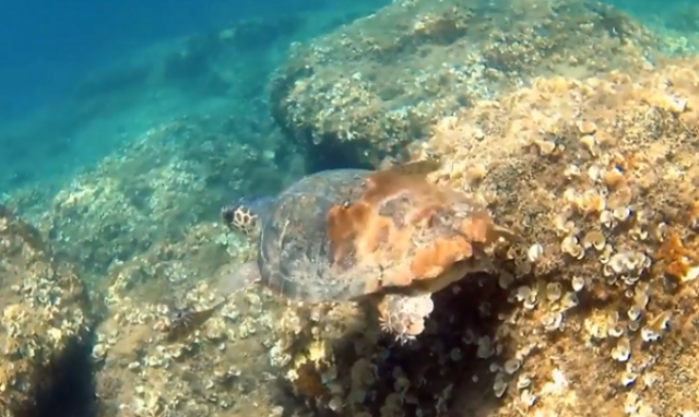 Siracusa, tartaruga marina esplora i fondali tra Ognina e Asparano. VIDEO