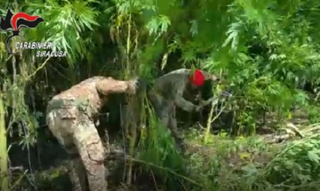 Augusta, scoperta piantagione di canapa indiana: in 2 ai domiciliari