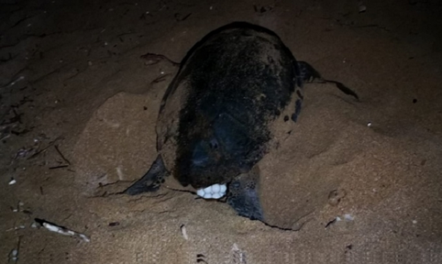 Siracusa, 2 nidi di tartaruga Caretta caretta a Ognina