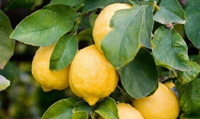 Siracusa, diffusione Malsecco: Moschella " A rischio la coltivazione di limoni"
