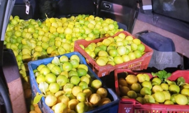 Lentini, furto di limoni: 3 denunciati