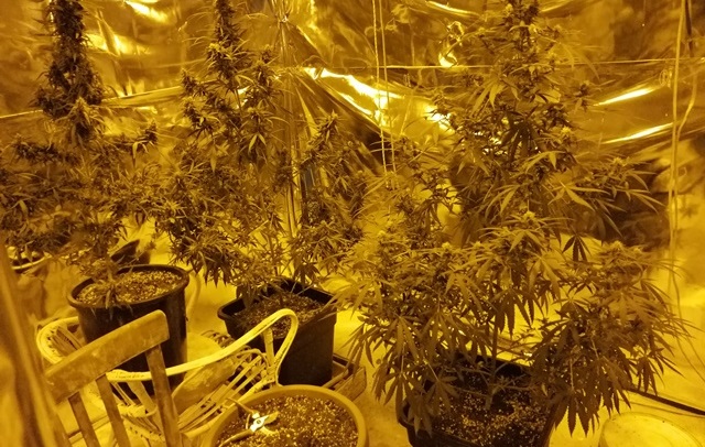 Augusta, coltivazione di marijuana in casa denunciati madre e figlio