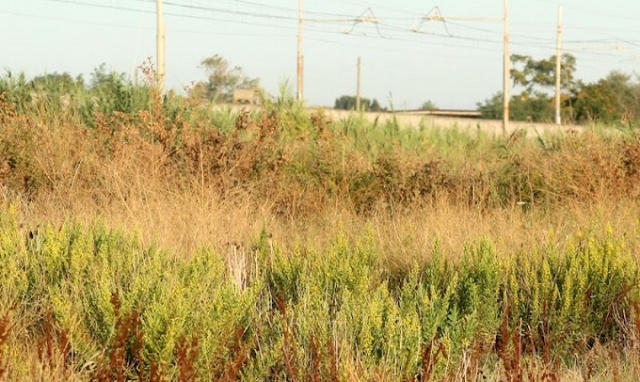 Siracusa, scatta la pulizia dei terreni incolti di proprietà comunale: approvati gli interventi