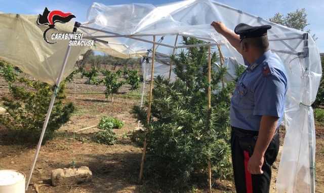 Melilli, piantagione di canapa indiana nascosta in zona boschiva