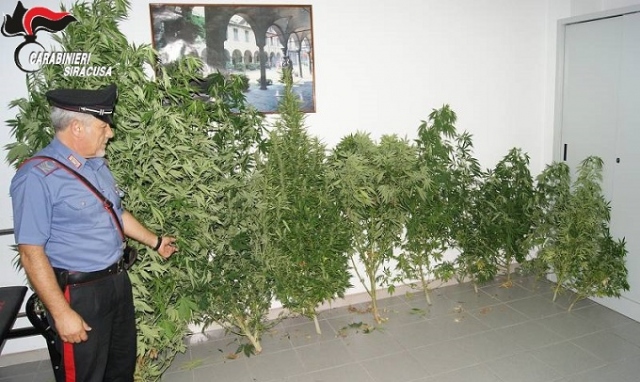 Noto, coltivazione di canapa indiana: denunciato 48enne