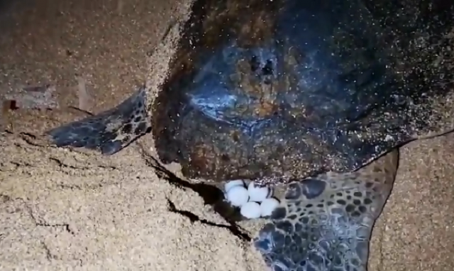 Siracusa, violato un nido della Caretta caretta a Ognina