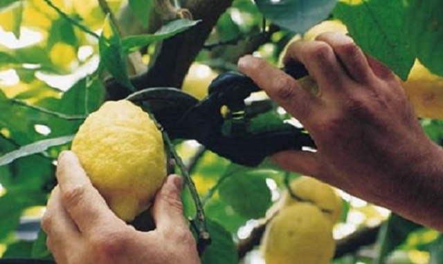 Siracusa, sorpreso con 2 buste piene di limoni: 80enne denunciato per furto
