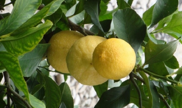 Siracusa, epidemia Mal secco: audizione in terza commissione Ars