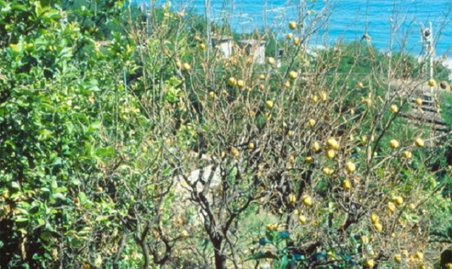 Siracusa, limoneti devastati dal Malsecco: "Non c'è tempo da perdere"