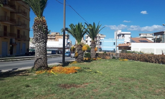 Siracusa, vandali in azione sulle palme di viale Santa Panagia, via Ramacca e Piazza Cosenza