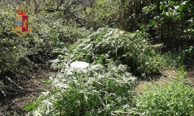 Lentini, piante di cannabis in mezzo ad alberi di agrumi e ulivi: denunciato 17enne