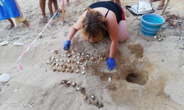 Siracusa, tutte nate le tartarughe marine della spiaggia di Ognina