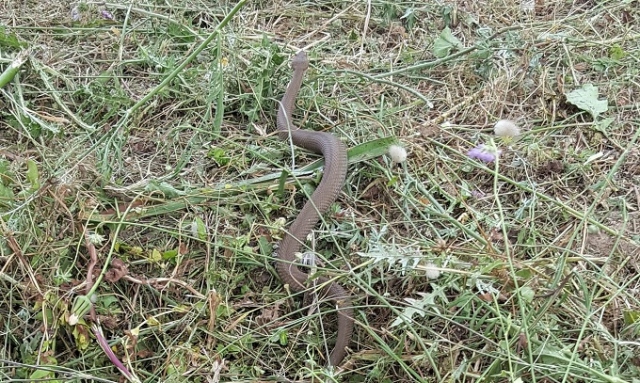 Scoperta una rara varietà di vipera concolor nel territorio di Noto