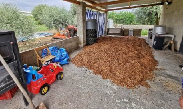 Avola, rubano 5 tonnellate di mandorle. La videosorveglianza li incastra