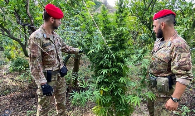 Carlentini, scoperta piantagione di marijuana: 2 denunciati