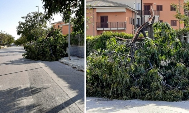 Siracusa, vento forte per tutta la notte: un albero si abbatte al suolo