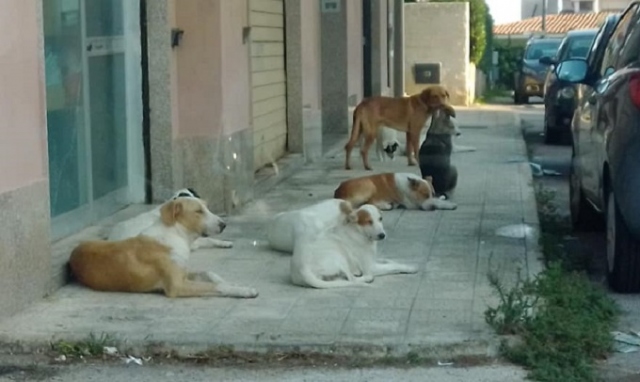 Siracusa, branco di cani randagi avvistati ad Epipoli: sarebbero gli stessi di Belvedere